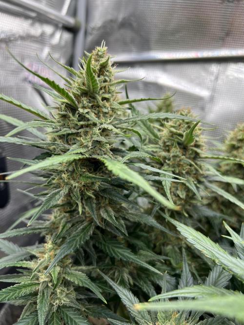 Nami’s Orangen Auto (by V-Buds). Week 8