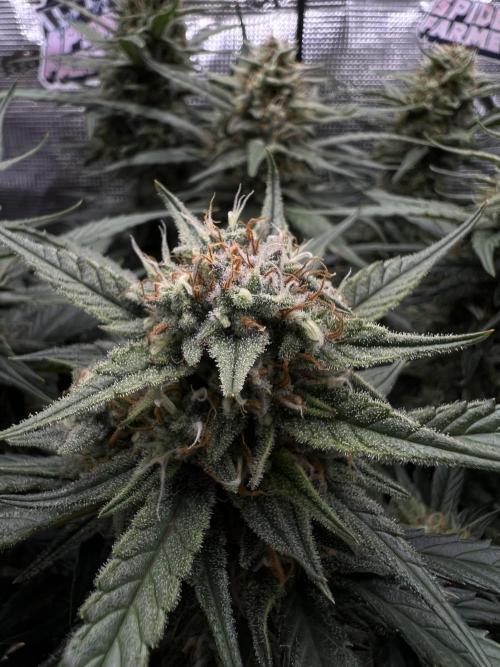 Nami’s Orangen Auto (by V-Buds). Week 8