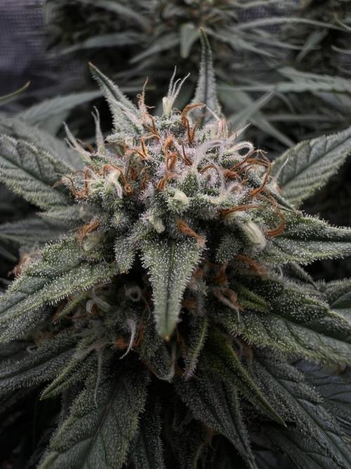 Nami’s Orangen Auto (by V-Buds). Week 8