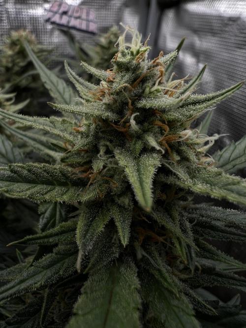 Nami’s Orangen Auto (by V-Buds). Week 8