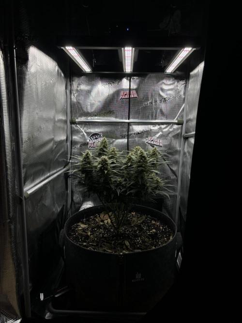 Nami’s Orangen Auto (by V-Buds). Week 8