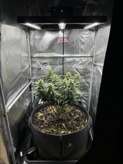 Nami’s Orangen Auto (by V-Buds). Week 8