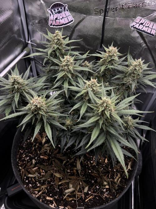 Nami’s Orangen Auto (by V-Buds). Week 8