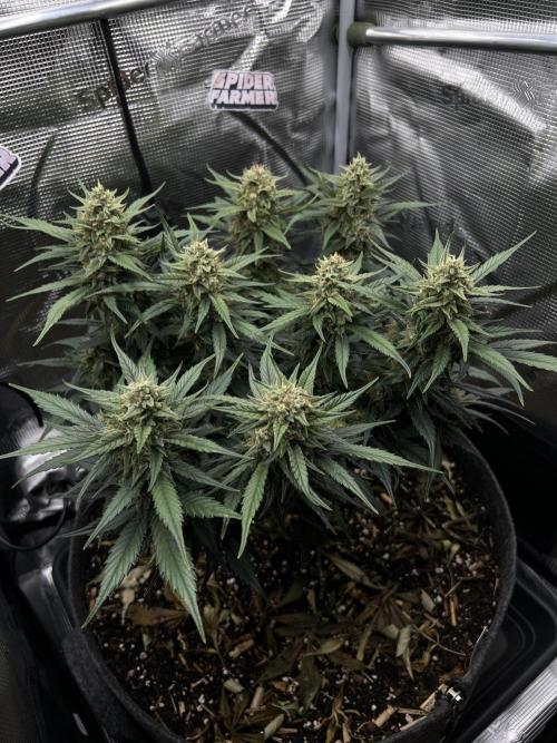 Nami’s Orangen Auto (by V-Buds). Week 8