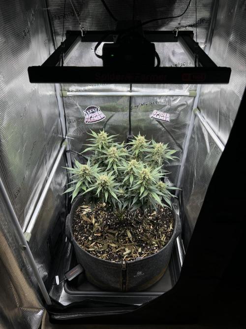 Nami’s Orangen Auto (by V-Buds). Week 8