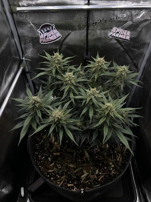 Nami’s Orangen Auto (by V-Buds). Week 8