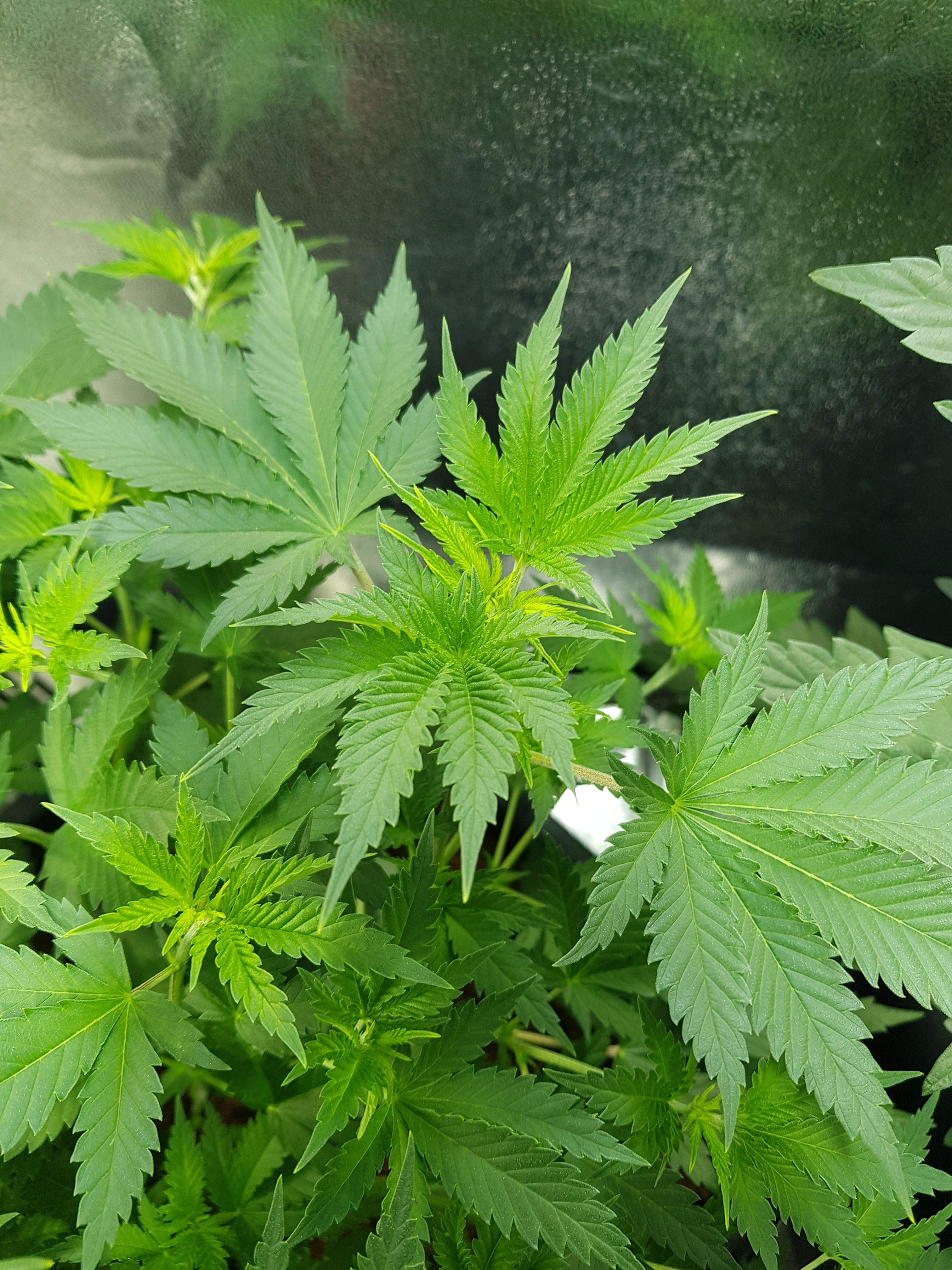 Royal Queen Seeds Pineapple Kush grow diary (journal) week6 by