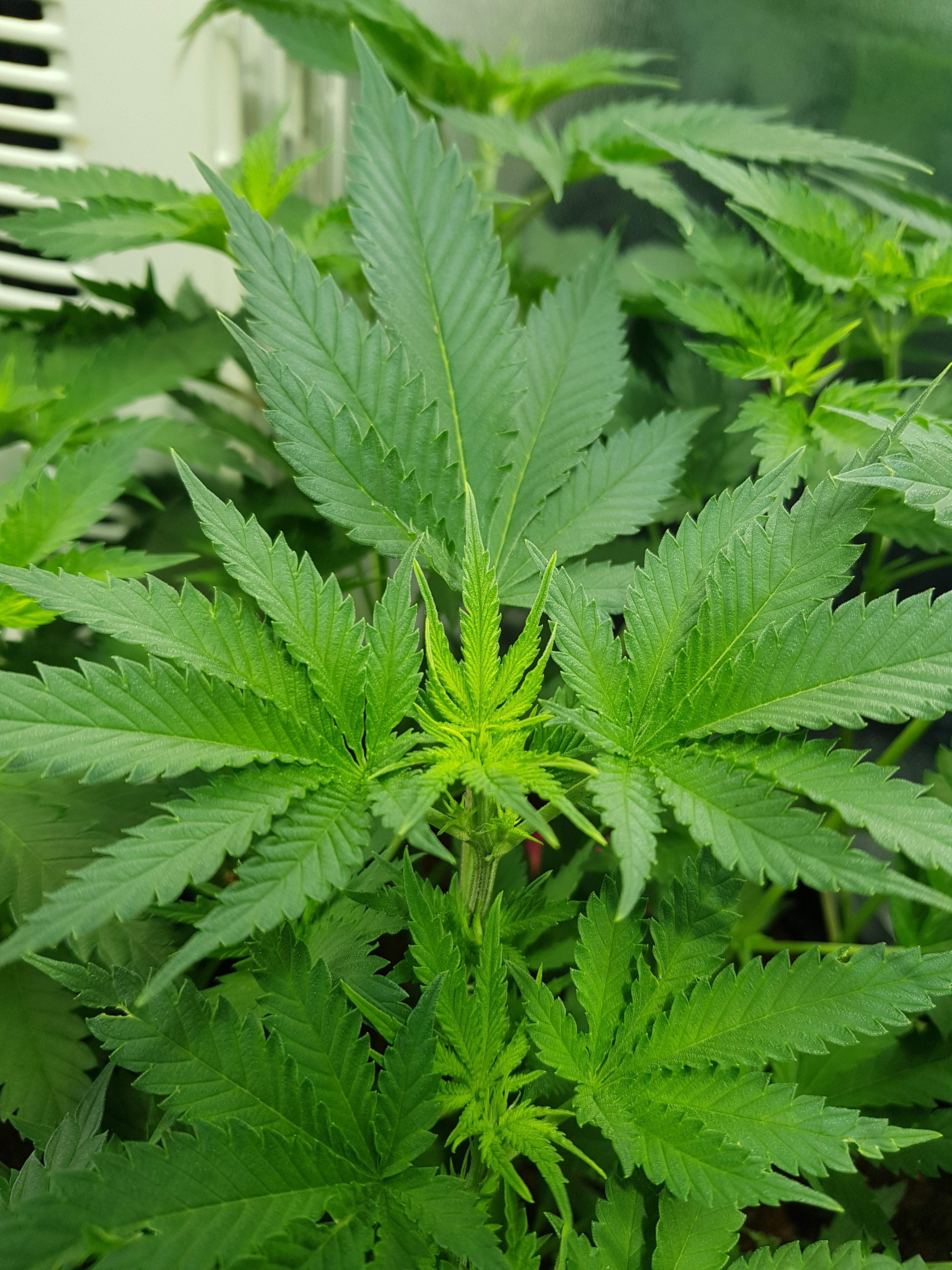 Royal Queen Seeds Pineapple Kush grow diary (journal) week6 by