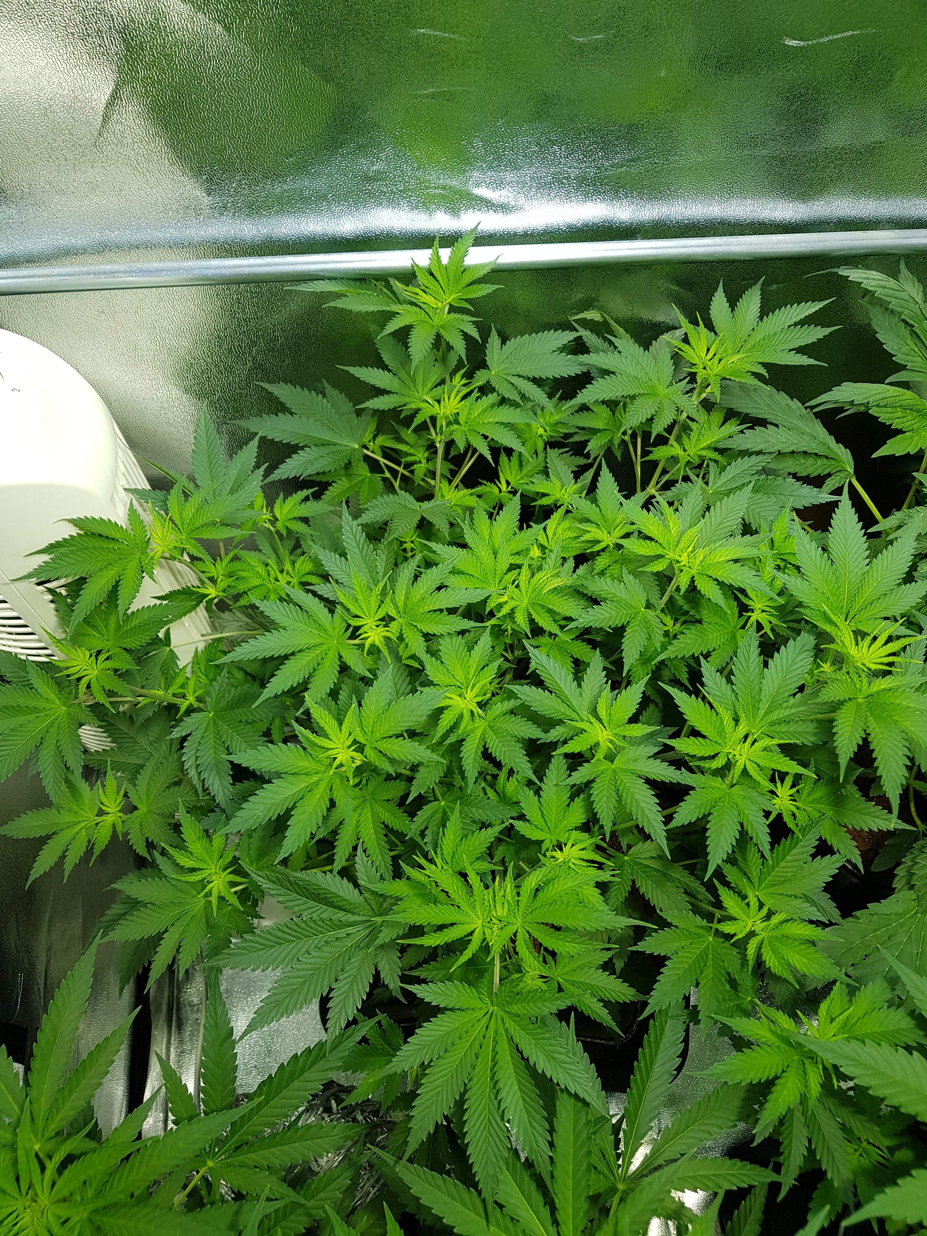 Royal Queen Seeds Pineapple Kush grow diary (journal) week6 by