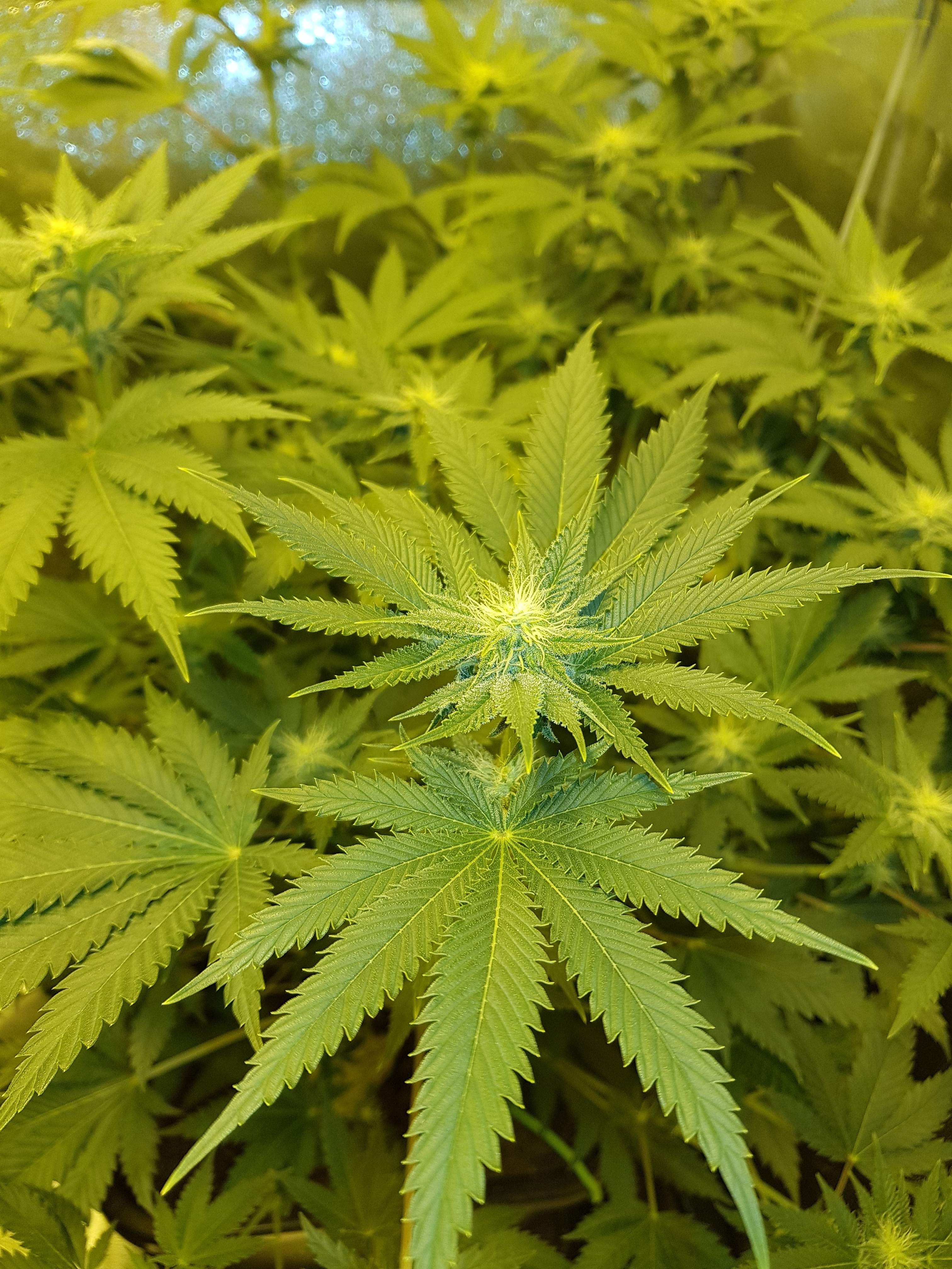 Royal Queen Seeds Pineapple Kush grow diary (journal) week8 by