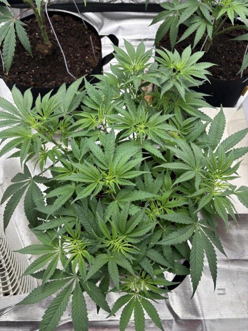 (2)BBMxNf90s1 / GmintZxcheesedanish. Week 2