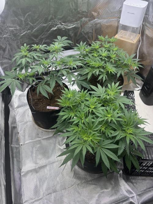 (2)BBMxNf90s1 / GmintZxcheesedanish. Week 2