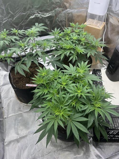 (2)BBMxNf90s1 / GmintZxcheesedanish. Week 2