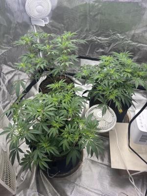 Comment by Wizardgreen317 photo #1