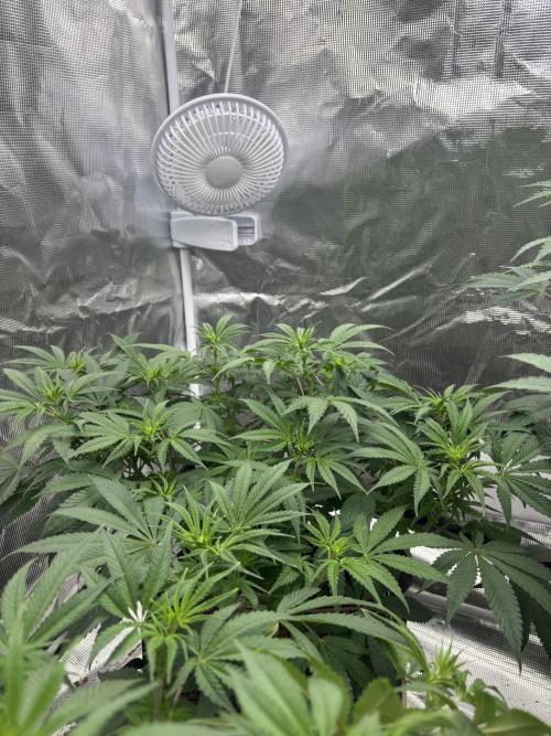 (2)BBMxNf90s1 / GmintZxcheesedanish. Week 3