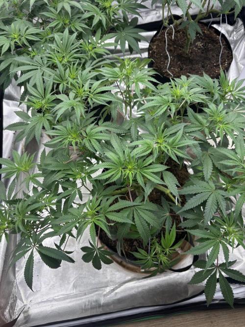 (2)BBMxNf90s1 / GmintZxcheesedanish. Week 3