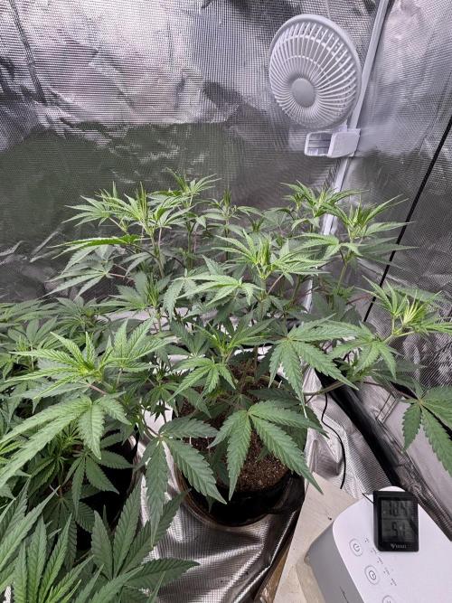 (2)BBMxNf90s1 / GmintZxcheesedanish. Week 3