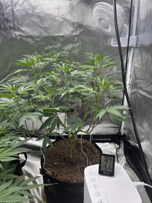 (2)BBMxNf90s1 / GmintZxcheesedanish. Week 3