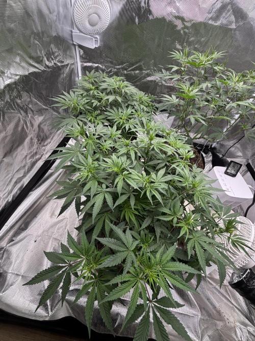 (2)BBMxNf90s1 / GmintZxcheesedanish. Week 3