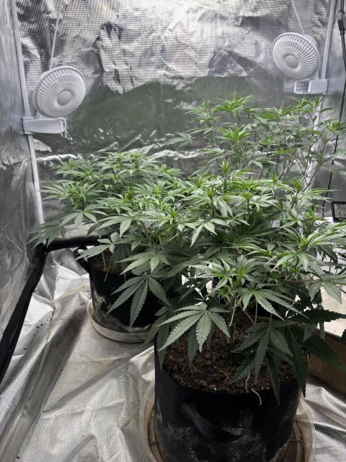 (2)BBMxNf90s1 / GmintZxcheesedanish. Week 3
