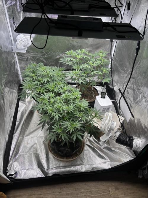 (2)BBMxNf90s1 / GmintZxcheesedanish. Week 3