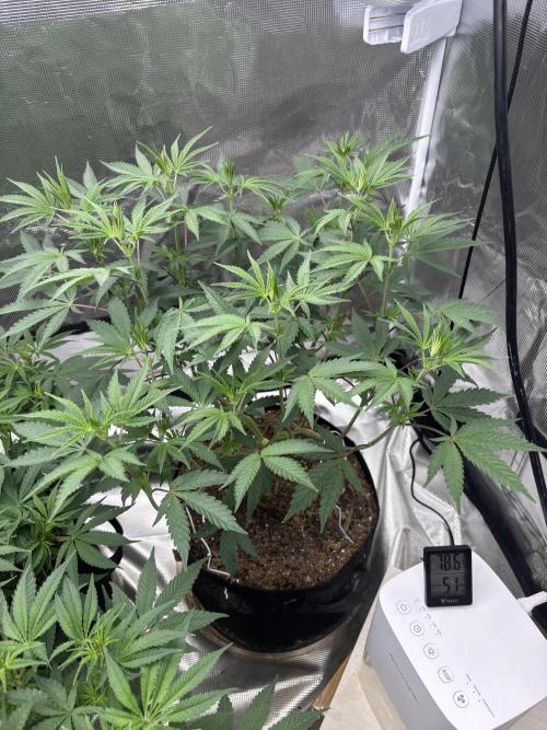 (2)BBMxNf90s1 / GmintZxcheesedanish. Week 3