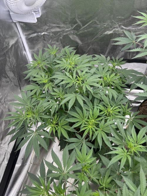 (2)BBMxNf90s1 / GmintZxcheesedanish. Week 3
