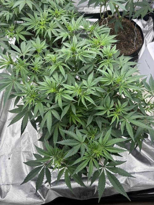 (2)BBMxNf90s1 / GmintZxcheesedanish. Week 3