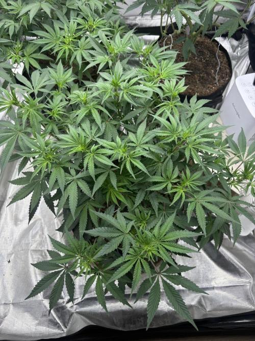 (2)BBMxNf90s1 / GmintZxcheesedanish. Week 3