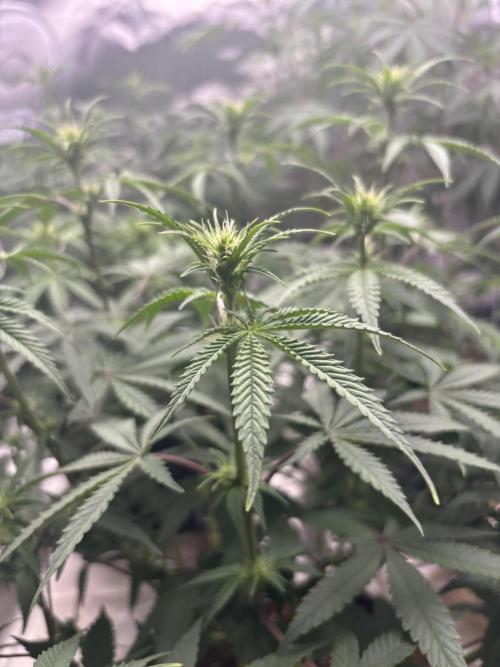 (2)BBMxNf90s1 / GmintZxcheesedanish. Week 3