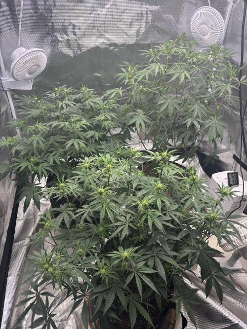 (2)BBMxNf90s1 / GmintZxcheesedanish. Week 3
