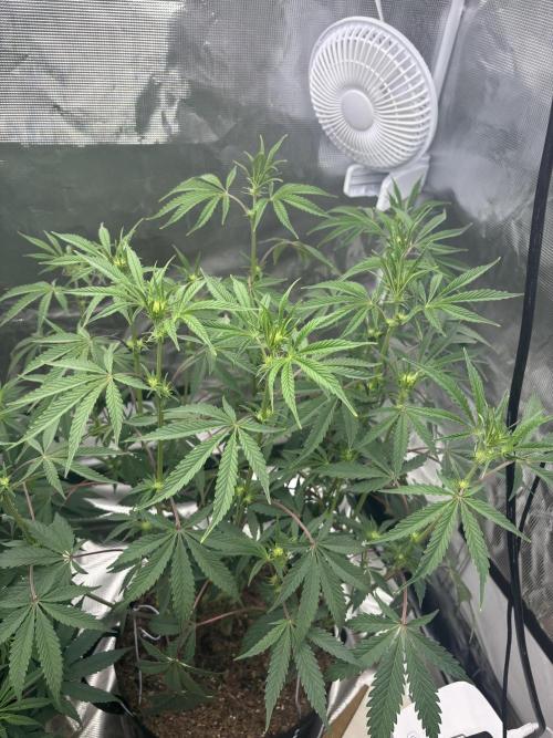 (2)BBMxNf90s1 / GmintZxcheesedanish. Week 3