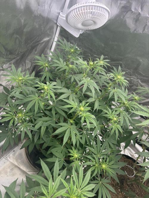 (2)BBMxNf90s1 / GmintZxcheesedanish. Week 3