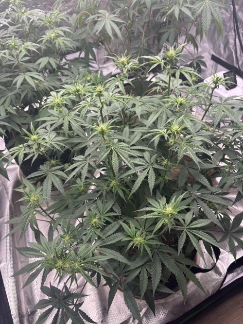 (2)BBMxNf90s1 / GmintZxcheesedanish. Week 3