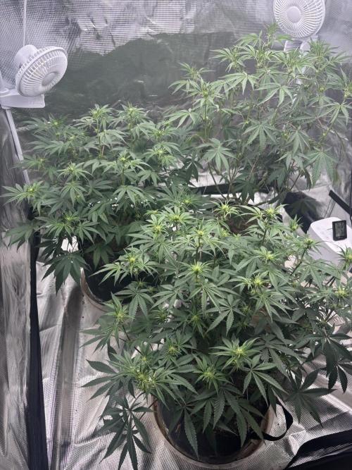 (2)BBMxNf90s1 / GmintZxcheesedanish. Week 3