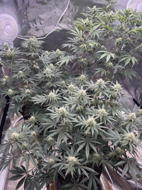 (2)BBMxNf90s1 / GmintZxcheesedanish. Week 5