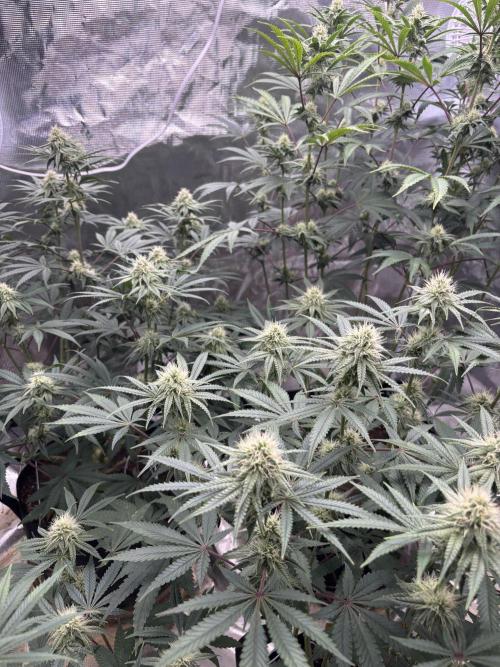 (2)BBMxNf90s1 / GmintZxcheesedanish. Week 5