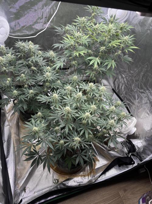 (2)BBMxNf90s1 / GmintZxcheesedanish. Week 5