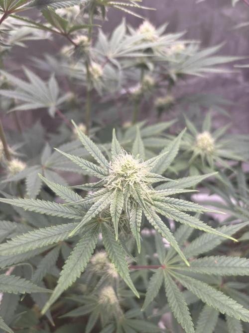 (2)BBMxNf90s1 / GmintZxcheesedanish. Week 5