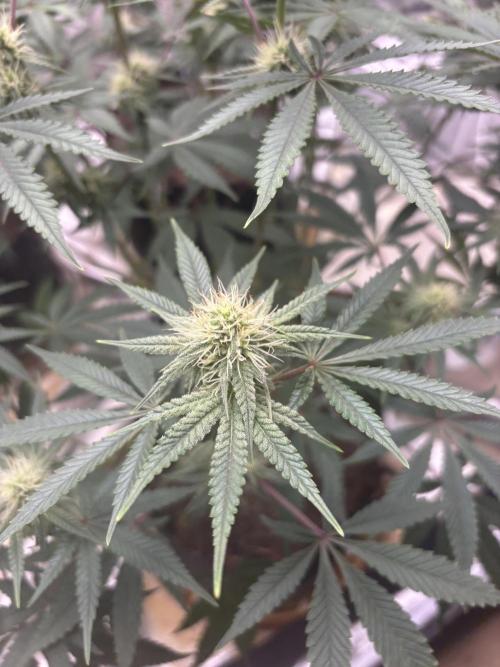 (2)BBMxNf90s1 / GmintZxcheesedanish. Week 5