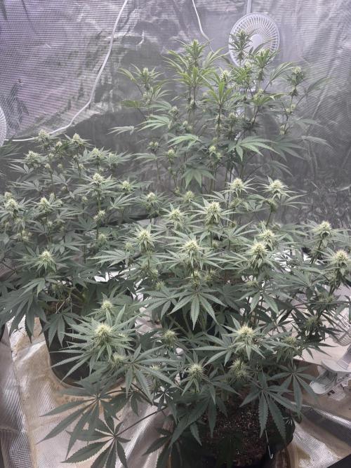 (2)BBMxNf90s1 / GmintZxcheesedanish. Week 5
