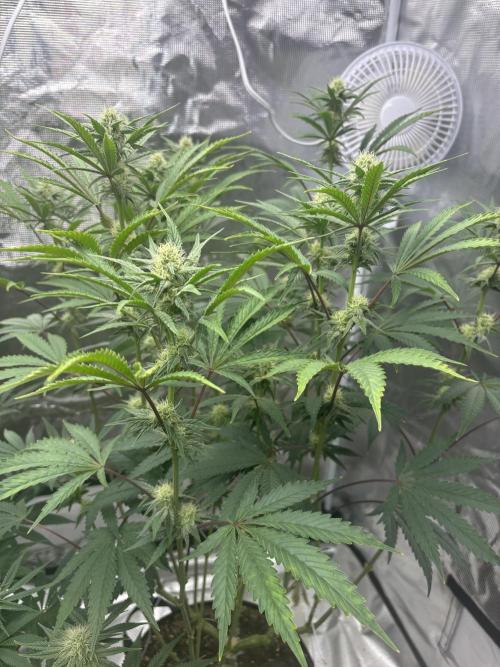 (2)BBMxNf90s1 / GmintZxcheesedanish. Week 5
