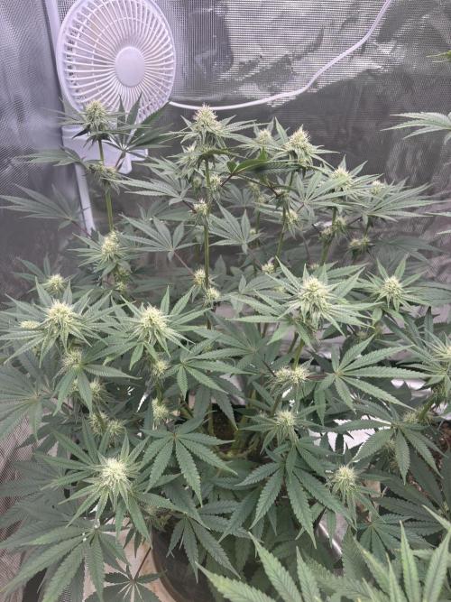 (2)BBMxNf90s1 / GmintZxcheesedanish. Week 5