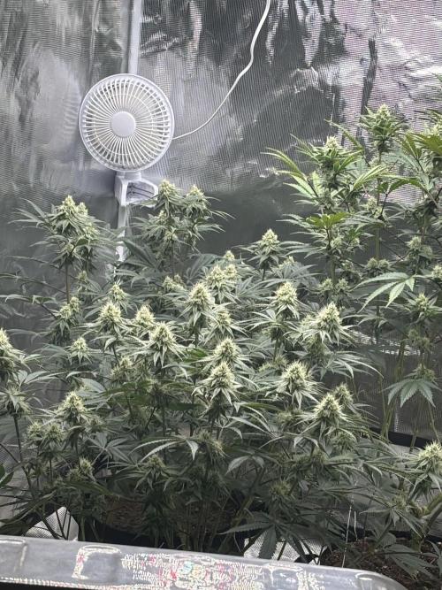 (2)BBMxNf90s1 / GmintZxcheesedanish. Week 6