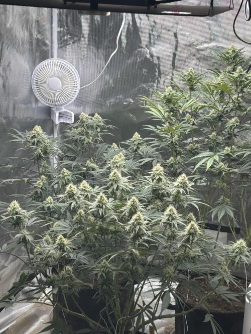 (2)BBMxNf90s1 / GmintZxcheesedanish. Week 6