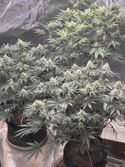 (2)BBMxNf90s1 / GmintZxcheesedanish. Week 6