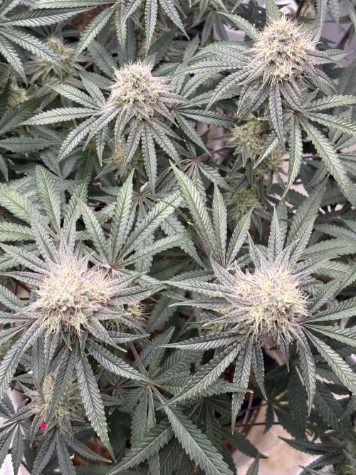(2)BBMxNf90s1 / GmintZxcheesedanish. Week 7
