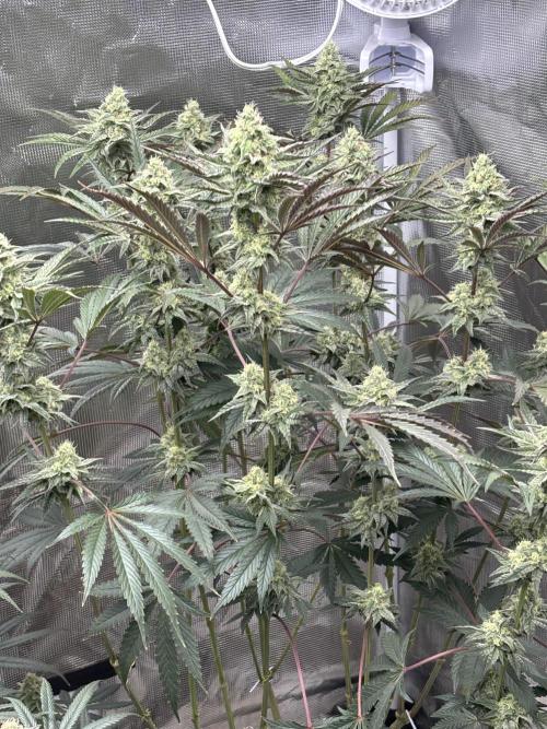 (2)BBMxNf90s1 / GmintZxcheesedanish. Week 7