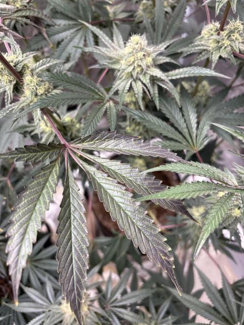 (2)BBMxNf90s1 / GmintZxcheesedanish. Week 7