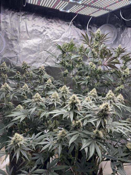 (2)BBMxNf90s1 / GmintZxcheesedanish. Week 7